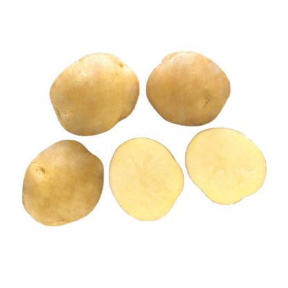 Picture of Jaerla seed potatoes, A 35/55, 25kg