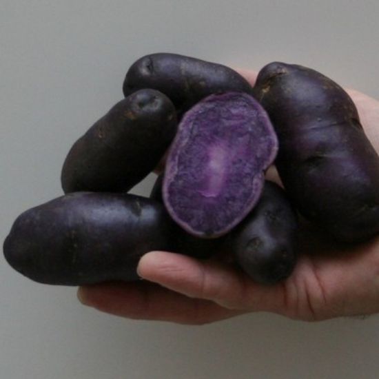 Slika Bergerac krompir semenski A 28/35 2,5kg kifeljčar