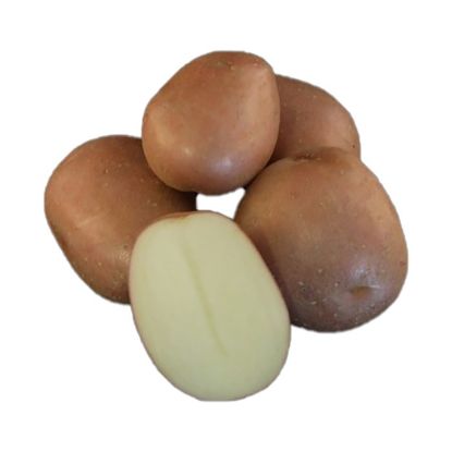 Picture of Monte Carlo seed potatoes, A 28/35, 5kg