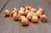 Picture of Seed onion Dutch Yellow, Stuttgarter, 14-21, 500g