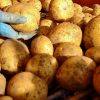 Picture of Camelia seed potatoes, A 35/55, 10kg